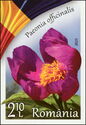 Common Peony (Paeonia officinalis)