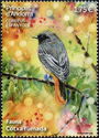 Black Redstart (Phoenicurus ochruros)