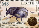 Rhino Beetle (Cyphonistes vallatus)
