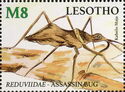 Assassin Bug