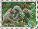 Baboons