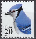 Blue Jay (Cyanocitta cristata)