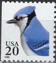 Blue Jay (Cyanocitta cristata)