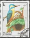 Common kingfisher (Alcedo atthis)
