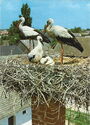 Motiv aus dem Burgenland | Weißstorchfamilie im Nest