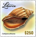 Callipara africana