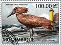 Hamerkop (Scopus umbretta)