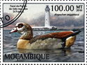 Egyptian Goose (Alopochen aegyptiaca)