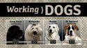 Working Dogs