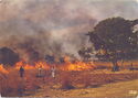Bush Fire