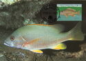 Dog Snapper (Lutjanus jocu)