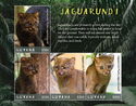 Fauna of Guyana: Jaguarundi