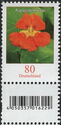 Nasturtium (Tropaeolum majus)