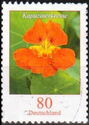 Nasturtium (Tropaeolum majus)