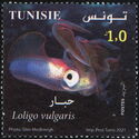 Common Squid (Loligo vulgaris)