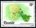 Pavetta Rwandensis
