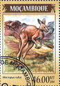 Macropus rufus