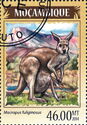 Western Grey Kangaroo (Macropus fuliginosus)