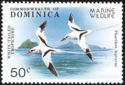 White-tailed Tropicbird (Phaethon lepturus)