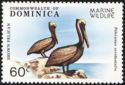 Brown Pelican (Pelecanus occidentalis)