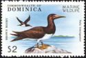 Brown Booby (Sula leucogaster)