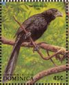 Smooth-billed Ani (Crotophaga ani)