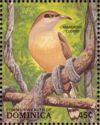 Mangrove Cuckoo (Coccyzus minor)