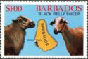 Black Belly Sheep (Ovis ammon aries), Map