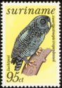 Black-banded Owl (Strix huhula)