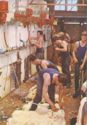 Cumberlanvale-Saddleworth. Shearers at work