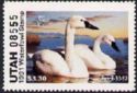 Tundra swan (Cygnus bewickii)