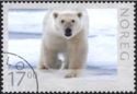 Polar Bear (Ursus maritimus)
