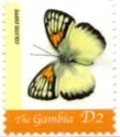 Smoky Orange Tip (Colotis evippe)
