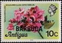 Bougainvillea (Bougainvillea spectabilis) - Overprinted