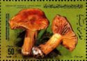 Cortinarius subfulgens