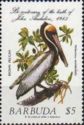 Brown Pelican (Pelecanus occidentalis)