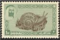 Snail (Vivipara fasciata)