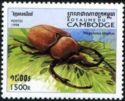 Elephant Beetle (Megasoma elephas)