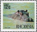 Hippopotamus (Hippopotamus amphibius)