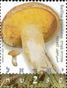 Suillus granulatus
