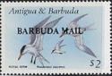Royal Tern (Thalasseus maximus) - Overprinted