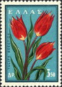 Wild Tulips (Tulipa boeotica)