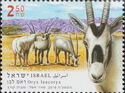 Arabian Oryx (Oryx leucoryx)