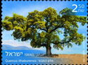 Mount Tabor Oak (Quercus ithaburensis)