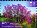 Judas Tree (Cercis siliquastrum)