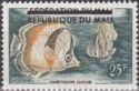 Three-banded Butterflyfish (Chaetodon luciae) overprinted