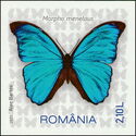 Menelaus Blue Morpho (Morpho menelaus)