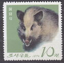 Korean Wild Boar (Sus scrofa coreanus)