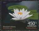 White Water Lily (Nymphaea alba)