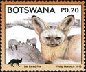 Bat-eared fox (Otocyon megalotis)